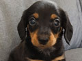 Jual Anak Anjing Tekel Murah