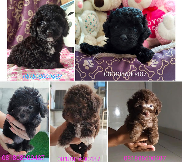 Dijual Puppy Tiny Toy Poodle Murah Berkualitas