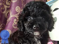 Dijual Puppy Tiny Toy Poodle Murah Berkualitas