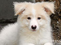 For Sale Border Collie Male Lemon & White