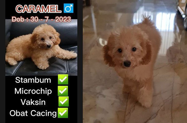 Jual Murah Toy Poodle Fawn Color