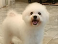 For Sale Female Bichon Frise