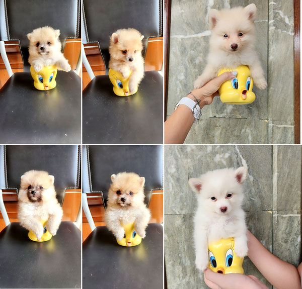 Jual 6 Anjing Pomeranian Supermini