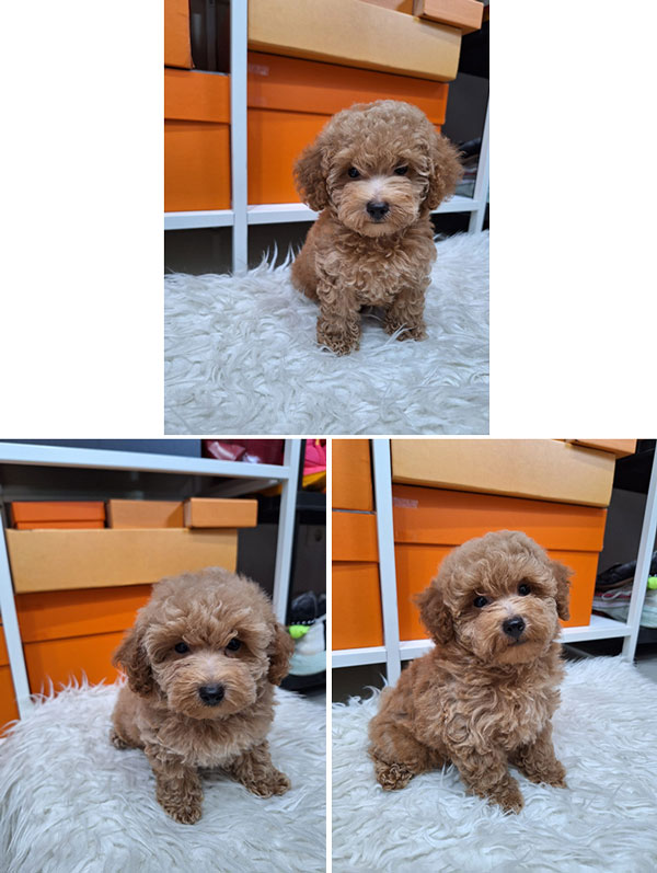 Dijual 3 Anak Toy Poodle