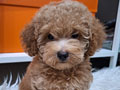 Dijual 3 Anak Toy Poodle