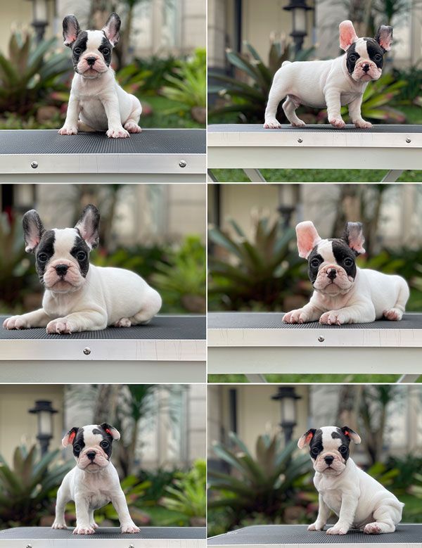 For Sale Puppy Male Female French Bulldog