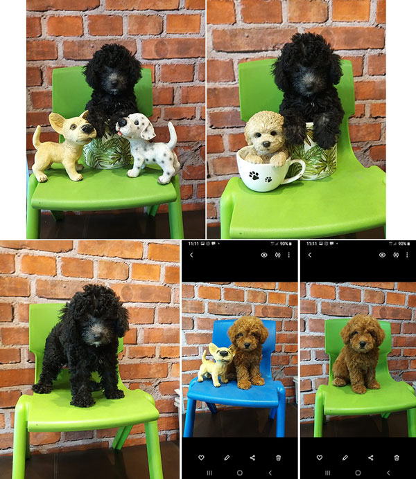 Dijual 8 ekor Poodle Puppies