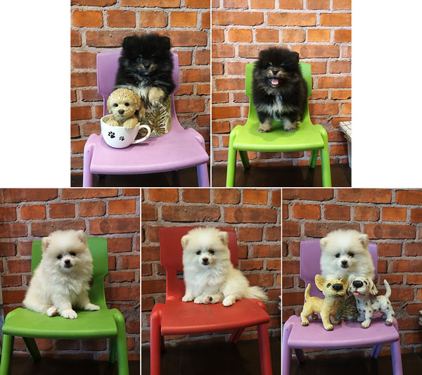 Dijual 8 Ekor Pomeranian Puppies