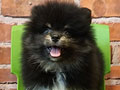 Dijual 8 Ekor Pomeranian Puppies