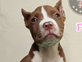Jual Cepat & Murah Pitbull Puppy Betina