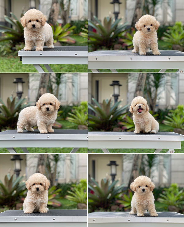 For Sale Puppy Tiny Apricot Toy Poodle