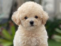 For Sale Puppy Tiny Apricot Toy Poodle