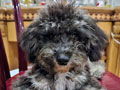 Poodle Phantom Dark Silver