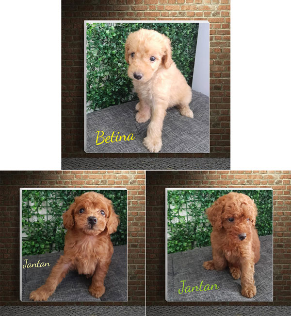 Jual 3 Ekor Anak Poodle Harga 1,5 Juta