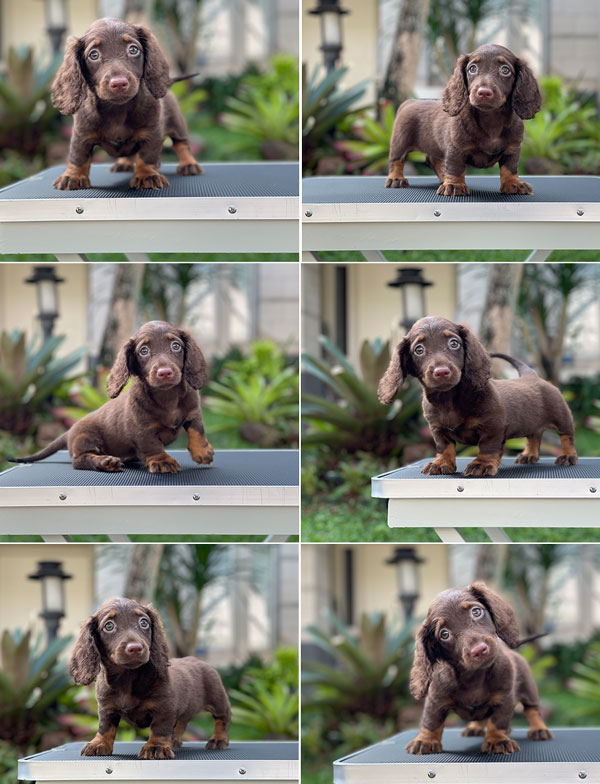 For Sale Puppy Female Dachshund Long Coat
