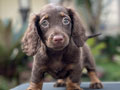 For Sale Puppy Female Dachshund Long Coat