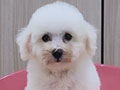Bichon Frise cucu champion Murmer