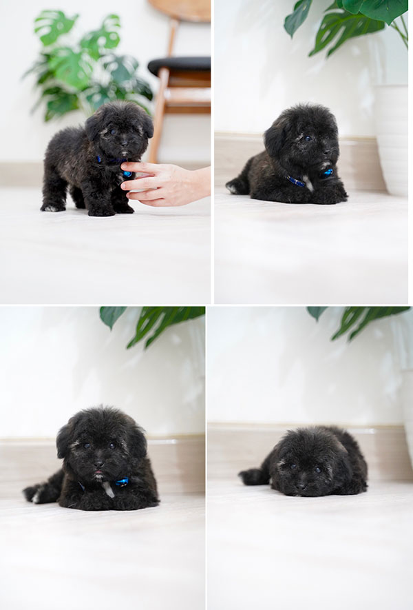 Light Grey Silver Mismark Poodle Puppy
