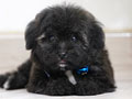 Light Grey Silver Mismark Poodle Puppy