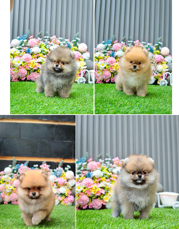 Jual 4 Ekor Anakan Pomeranian Betina Good Quality