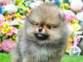 Jual 4 Ekor Anakan Pomeranian Betina Good Quality