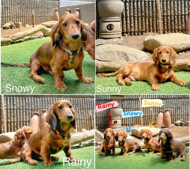 Longhaired Dachshund Puppies