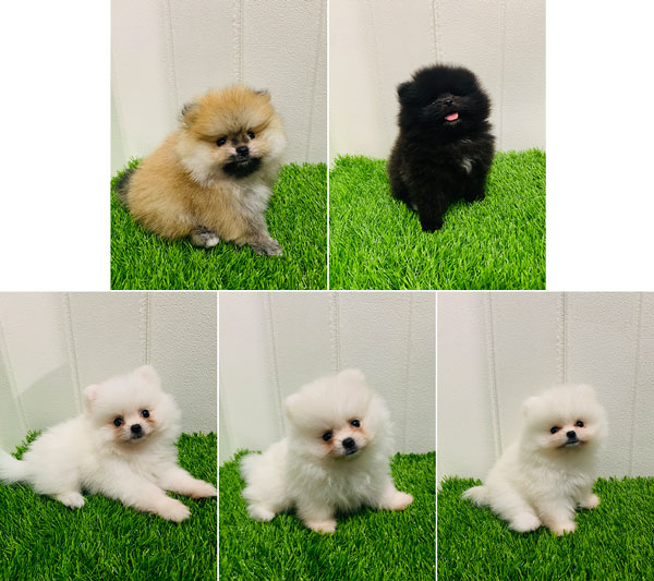 Ready Mini Pom Jantan