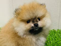Ready Mini Pom Jantan