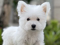 For Sale Puppy Male West Highland Terrier