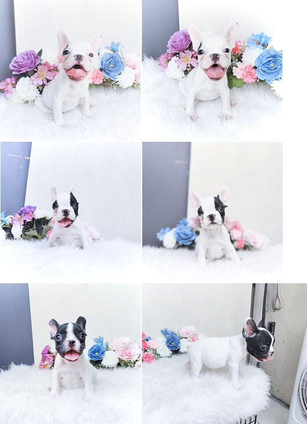 French Bulldog Female & Male