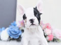 French Bulldog Female & Male