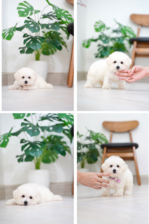 White Tiny Toy Poodle Puppy Jarang Ada