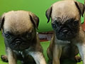 Dijual 8 Ekor Pug Puppies