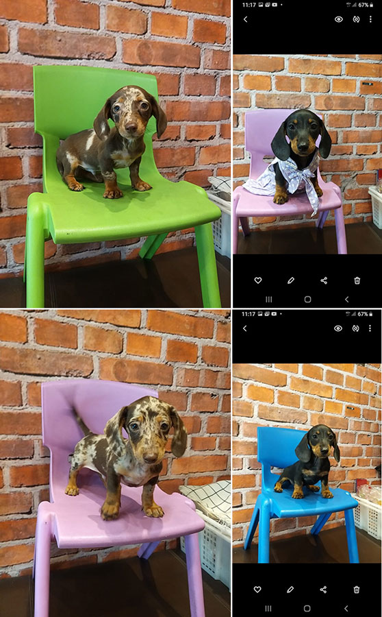 Dijual 12 Ekor Tekel Puppies