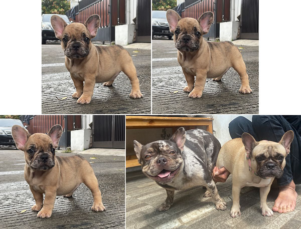 Rare Frenchie Light Fawn Merle Male