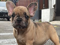 Rare Frenchie Light Fawn Merle Male