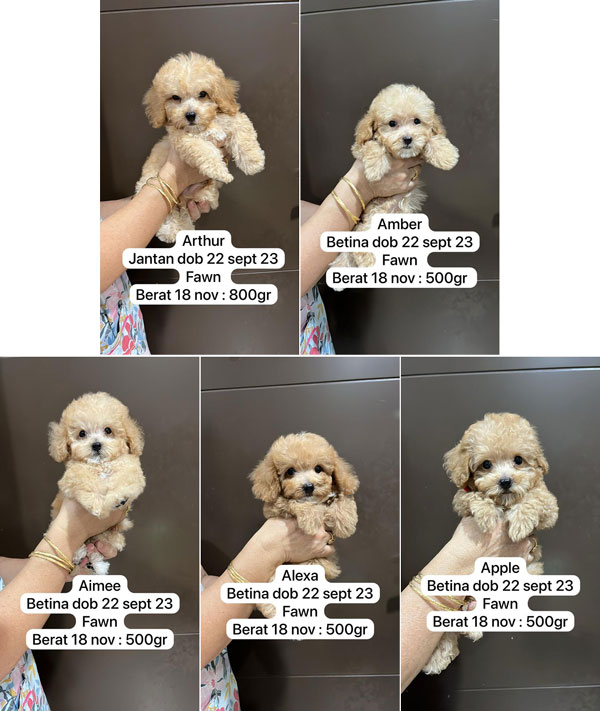 Dijual 5 Anak Toy Poodle Warna Apricot