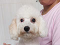 Sale !!! Poodle Top Quality