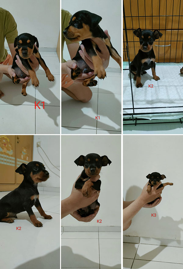 Mini Pinscher Puppy Black Tan