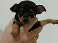 Mini Pinscher Puppy Black Tan