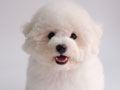 Mini Bichon Frise Male Korean Bloodline