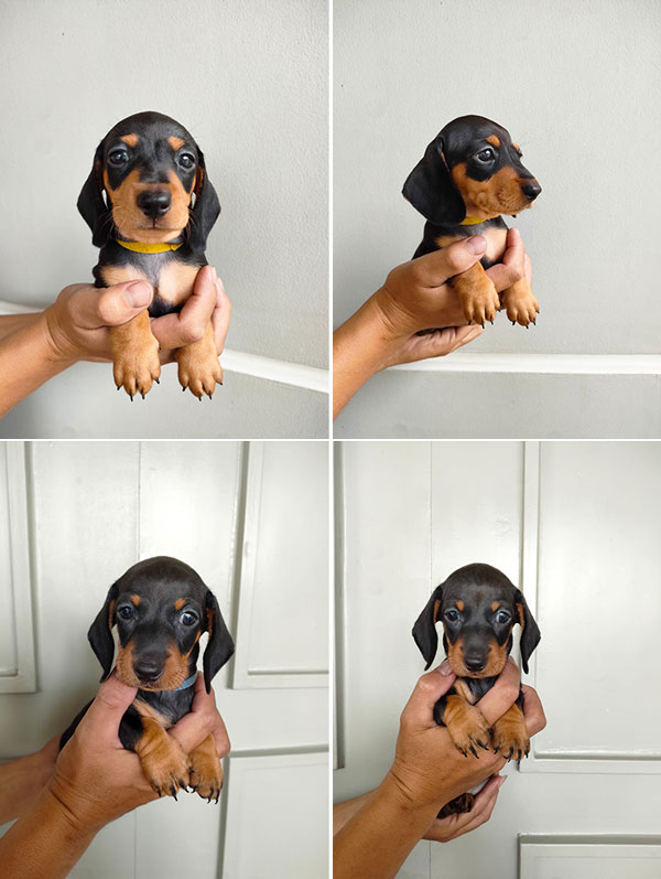 For Sale Puppy Tekel / Dachshund