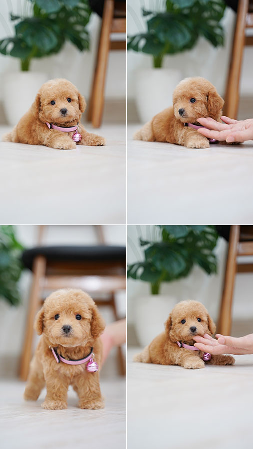 Fawn Red Tiny Toy Poodle Puppy Korean Face