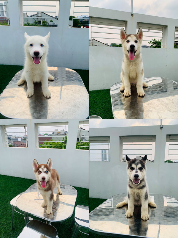 Jual Anak Anjing Siberian Husky