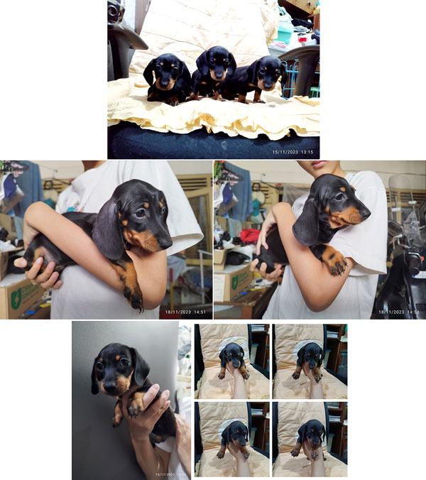 Jual Anak Anjing Tekel warna Black Tan