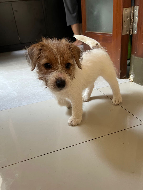 Jack Russell Terrier Rough Coat