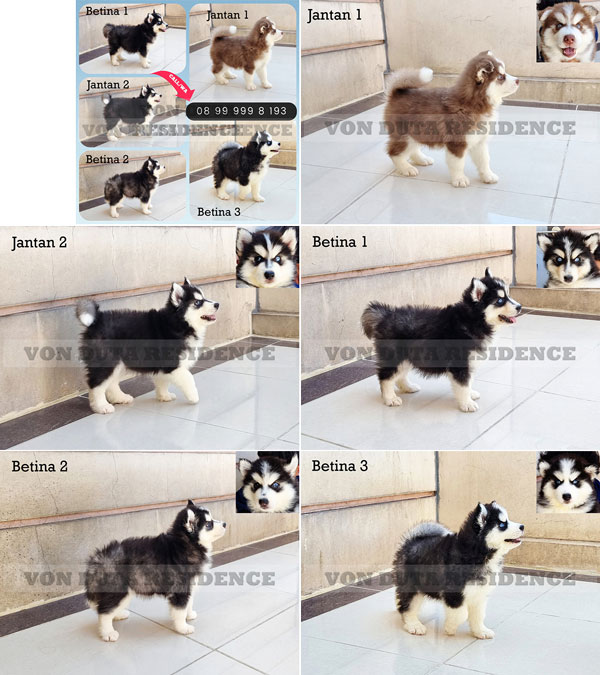 Dijual Anakan Siberian Husky