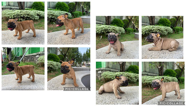 Jual 4 Ekor Anakan French Bulldog