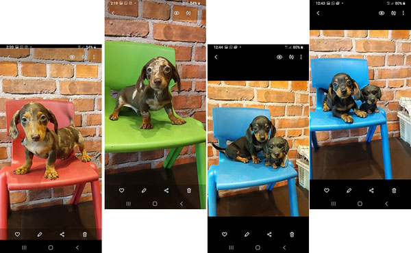 Dijual 12 Ekor Tekel Puppies