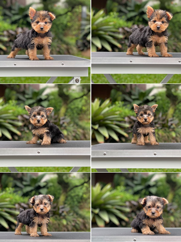For Sale Puppy Mini Female Yorkshire Terrier
